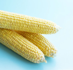 three large cobs of ripe corn on a blue background. Vitamins, vegetable diet, proper nutrition, healthy and balanced nutrition. Rich harvest from the garden