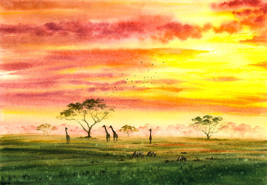 Watercolor Painting - Wild Giraffe and Zebra  with twilight, in Africa Field