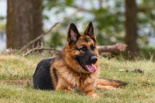 German Shepherd lying on his side looking out of the photo to the right with his tongue partially out, relaxed but expectant.