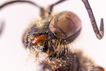 mason wasp in macro photography