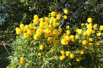 Obraz premium A large bush of yellow flowers. Russia.