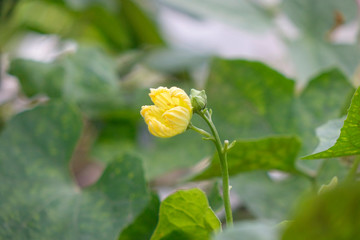 bitter melon flower