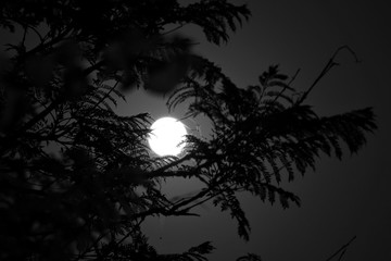 Beautiful Full moon behind branches of a tree