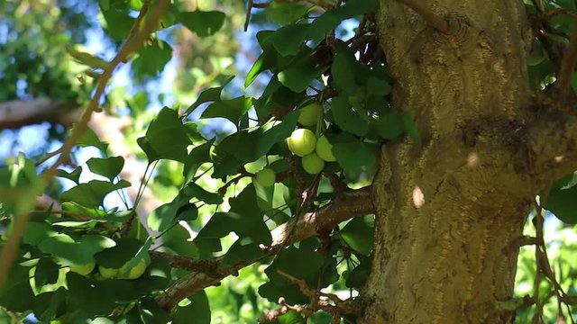 Ginkgo biloba tree and seed outdoor