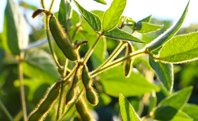 Young, still green soybean plantation, close up. Soybean plant. Soybean pods. Soybean field. Sunny summer day. Agriculture, the concept of a good harvest.