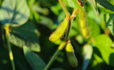 Young, still green soybean plantation, close up. Soybean plant. Soybean pods. Soybean field. Sunny summer day. Agriculture, the concept of a good harvest.