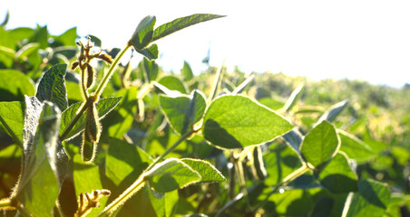 Young, still green soybean plantation, close up. Soybean plant. Soybean pods. Soybean field. Sunny summer day. Agriculture, the concept of a good harvest.