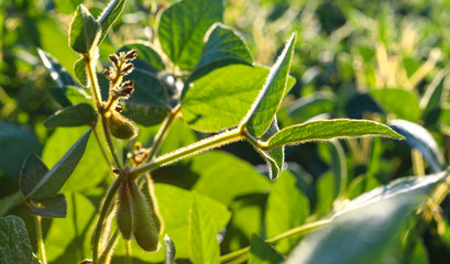 Young, still green soybean plantation, close up. Soybean plant. Soybean pods. Soybean field. Sunny summer day. Agriculture, the concept of a good harvest.