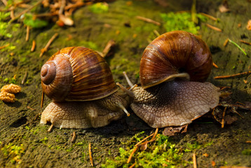Snails kiss on a stump in Sunny weather. Snails in love