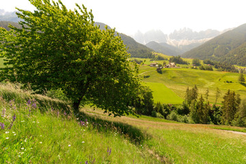 Wide angle view of northern Italian valley, with a tree in the foreground and a small church surrounded by meadows and trees and a mountain range in the background, in the early morning light