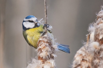 Blaumeise im Schilf © Micha Trillhaase