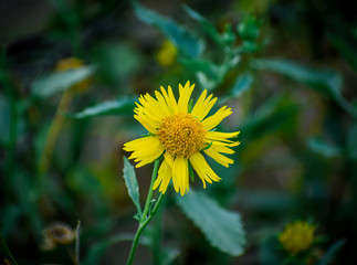 a selective focused view of yellow flower
