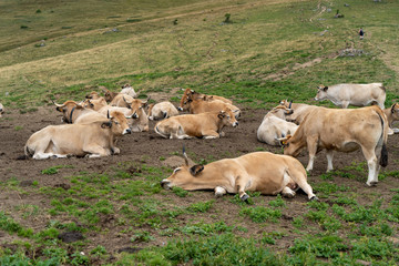 Rhodes-Alpes Frankreich im Sommer