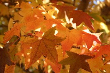 Orange Fall Leaves