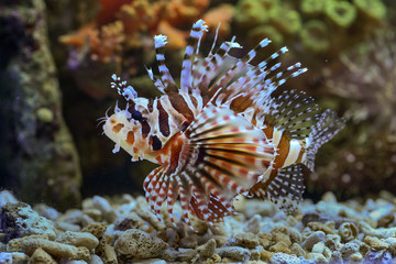 The devil firefish or common lionfish 