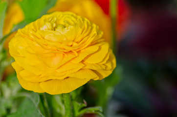 Yellow Ranunculus Flower