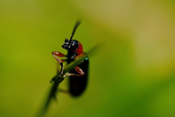 insect on the leaf