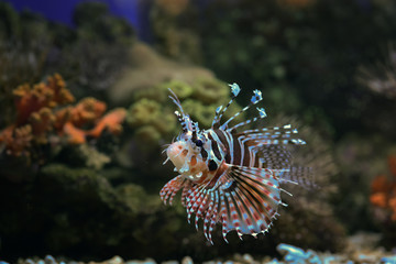 The devil firefish or common lionfish 