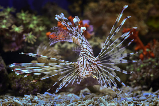 รูปภาพFirefish – เลือกดูภาพถ่ายสต็อก เวกเตอร์ และวิดีโอ3,314 | Adobe Stock