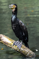 Double crested Cormorant (Phalacrocorax auritus)