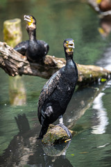 Double crested Cormorant (Phalacrocorax auritus)
