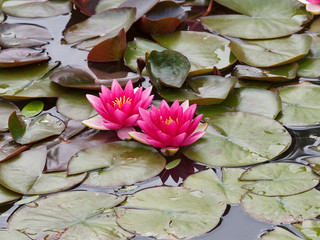 Nymphaea alba var. rubra. or Red-flowered variety of white water-lily or pond lily