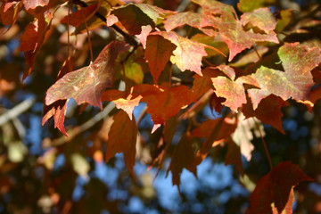 Earthy Fall Brown Leaves