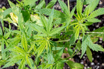 Cannabis Plant