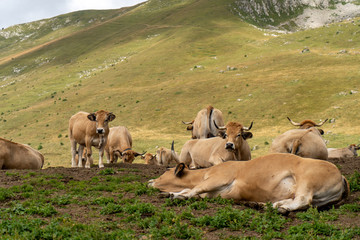 Rhodes-Alpes Frankreich im Sommer
