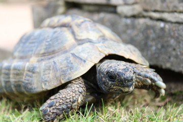 tortoise on grass