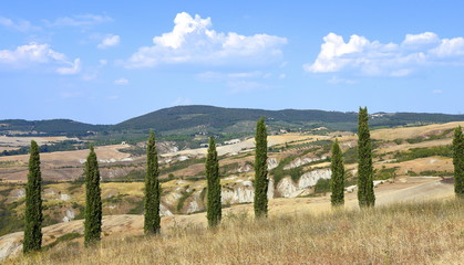Fototapeta na wymiar Säulenzypressen vor einem Panorama der Crete Senesi