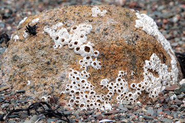 Barnacle Covered Rock