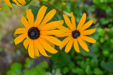 gelbe wunderschöne Sommerblumen