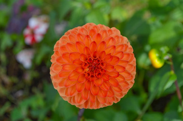 orange Blume mit schöner Struktur