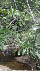 green moss on a tree