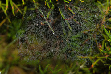 morning dew on the spider's web
