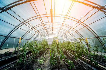 Plants growing in a plant greenhouse. Agriculture