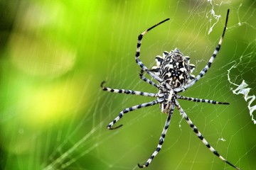 Argiope Lobata spider in the garden