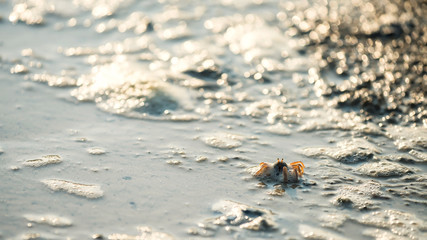 crab on sand beach with light bokeh
