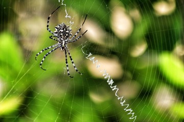 Argiope Lobata spider in the garden