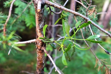 mistletoe on branch