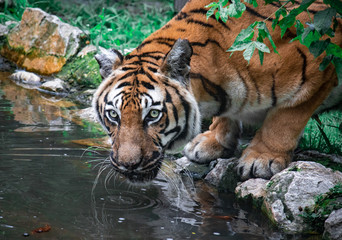 Fototapeta na wymiar Tiger near a pond