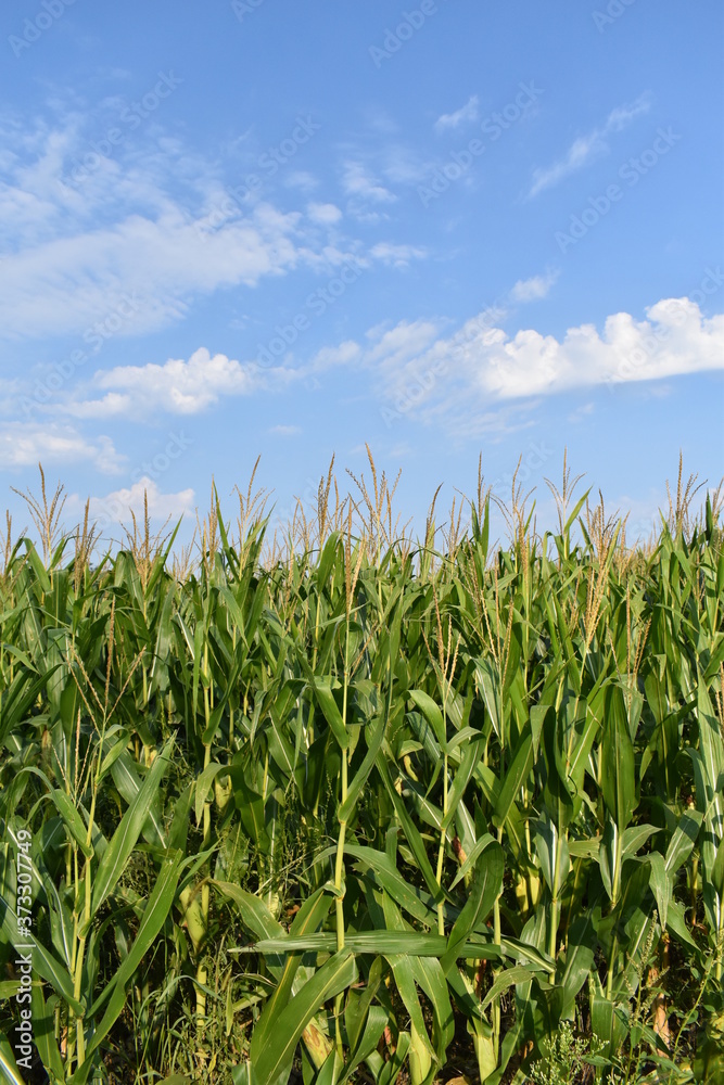 Sticker Corn Field