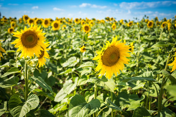Field of blooming sunflowers on a summer day under blue sky