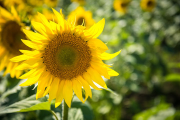 Field of blooming sunflowers on a summer. Selective focus. Shallow DOF.