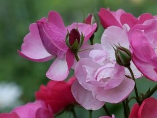 Obraz premium pink rose bush