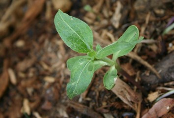 seedling