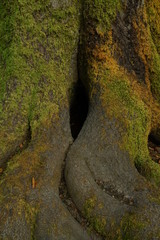 Baum Stamm mit Wurzeln und Moos