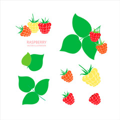 Raspberry vector illustration isolated on white background. Set of vector raspberry elements.
