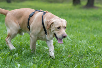 A sad fawn labrador walking in the park.